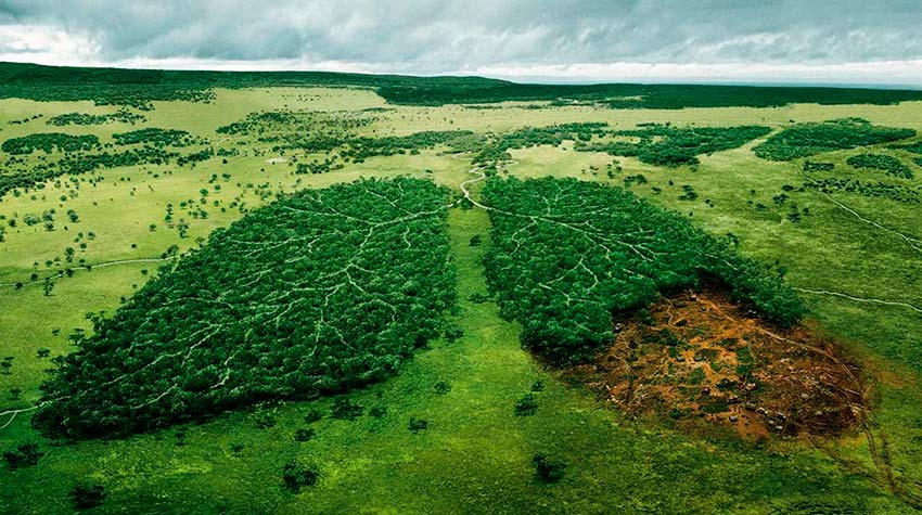 Cuál es la función de los árboles para mantener estable la temperatura  global? – SGK-Planet