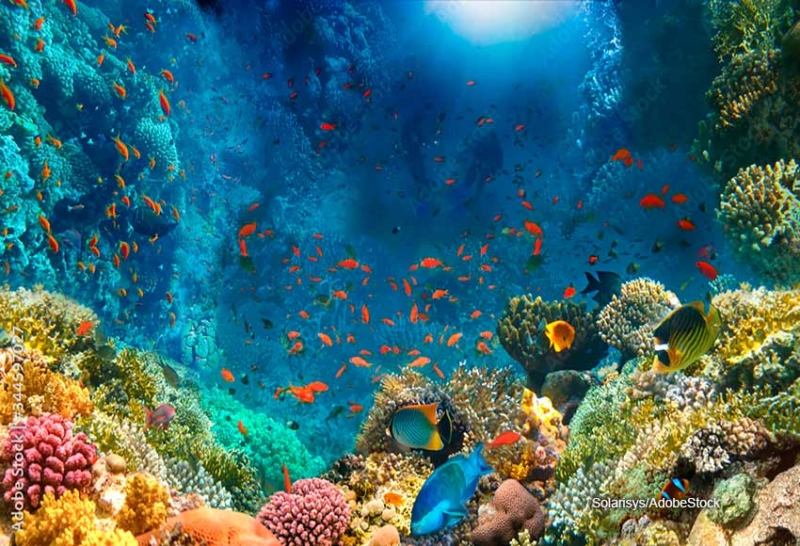 What are the earth's oceans and what is their importance? - SGK-Planet