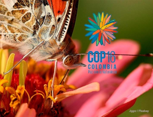 Resumen y conclusiones sobre la COP16 Cali-Colombia 2024. Conferencia sobre Biodiversidad